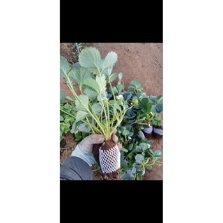 ต้นกล้าสตรอเบอร์รี่พันธ์ 89/ลูกใหญ่ผิวแข็งแรง