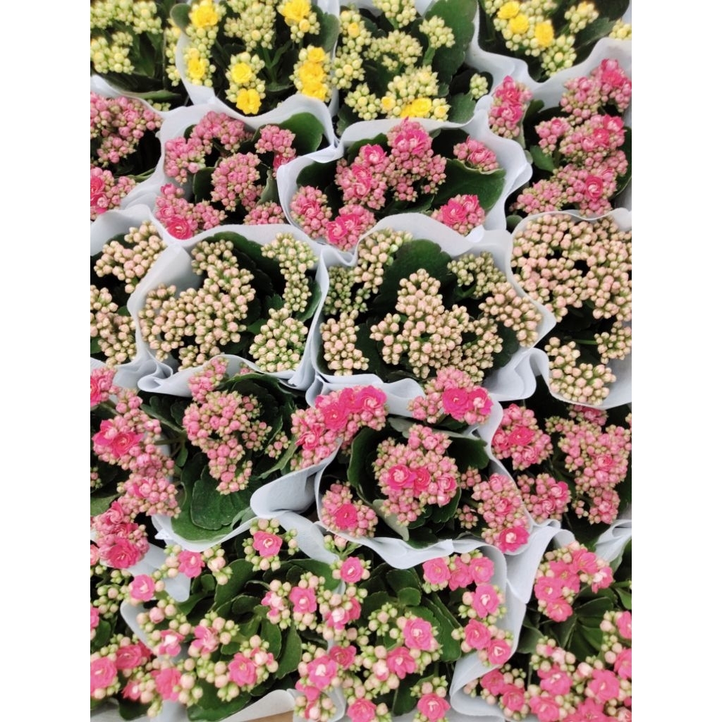 กุหลาบหินมีดอก Kalanchoe blossfeldiana Poellnitz