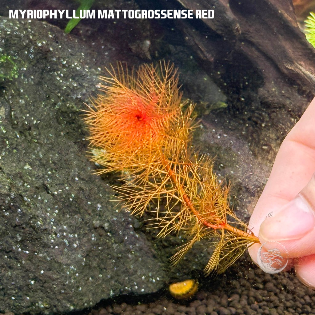 Myriophyllum Mattogrossense 'Red' ขนนกแดง