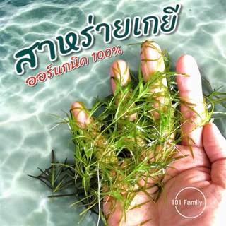จอกและสาหร่าย ออร์แกนิค 100% จอกเขียวญี่ปุ่น จอกแดงญี่ปุ่น จอกใบมะขาม สาหร่ายพุงชะโด สาหร่ายเกยี สำหรับตกแต่งอ่างปลา