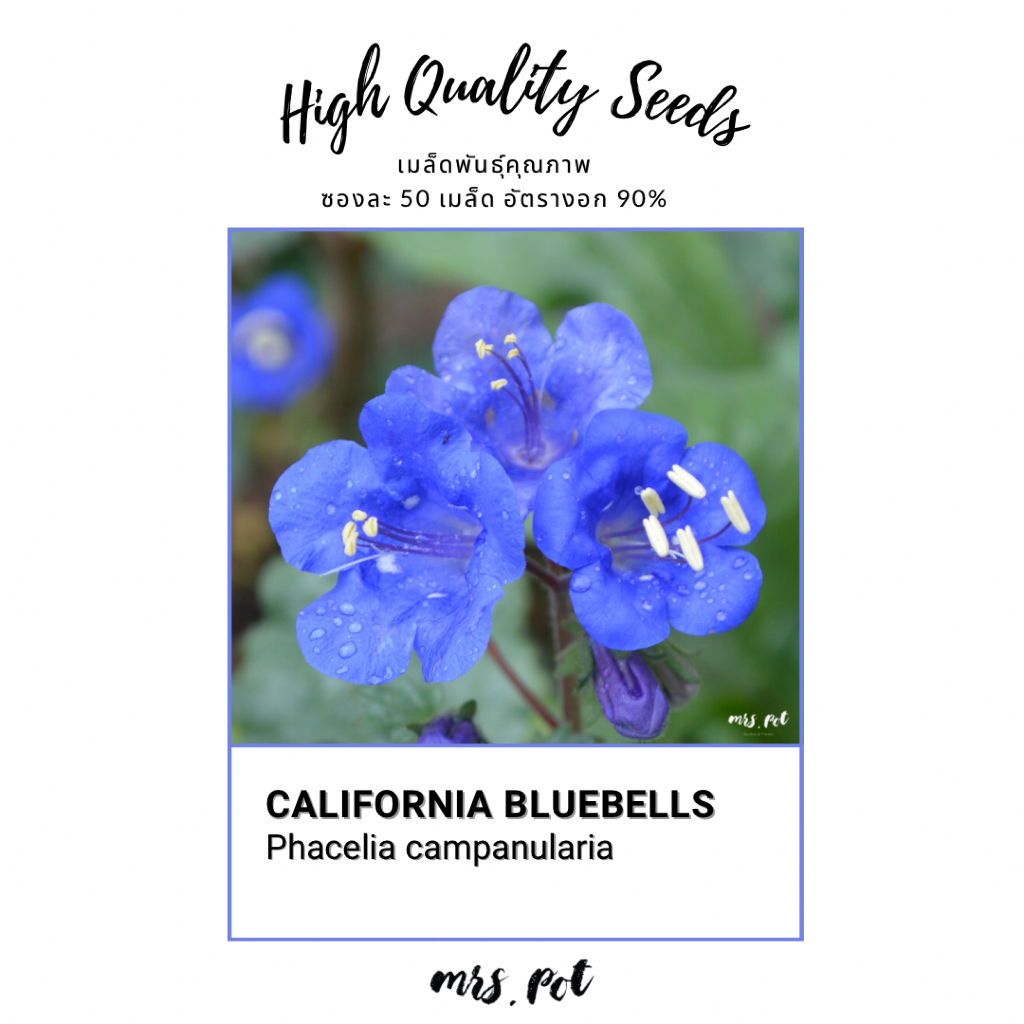 เมล็ดนำเข้า California Bluebells รหัส138