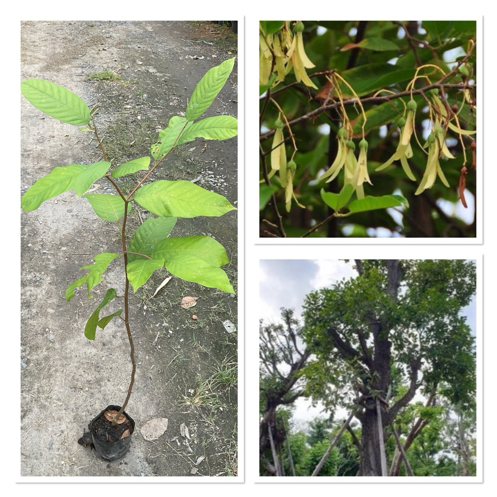 ต้นพะยอมแดง ต้นพยอมก้านแดง ไม้ยืนต้น ไม้เศรษฐกิจ(สูง 50-70cm)