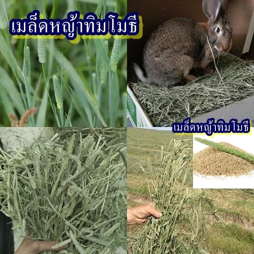 1,900+ เมล็ด เมล็ดหญ้าทิมโมธี (หญ้าสำหรับสัตว์เลี้ยงฟันแทะทั้งหลาย อาทิเช่น กระต่าย แกสบี้ เควี่ ชินชิล่าและ แพรี่ด๊อก)