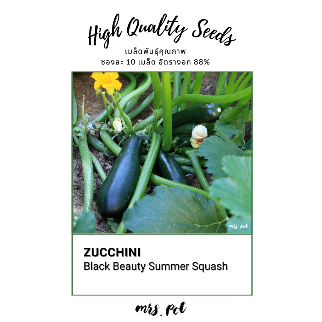 เมล็ดซูกินี Black Beauty Zucchini รหัส074