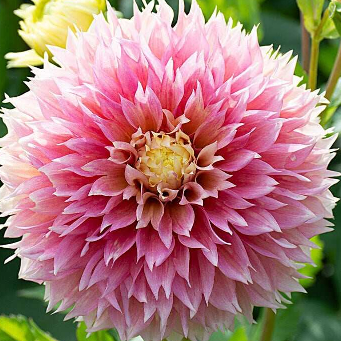25 เมล็ด ดอกไม้ ดอกรักเร่ ดาห์เลีย ความสง่างาม ความเข้มแข็ง Dahlia Seeds สายพันธุ์ Kogane Fubuki