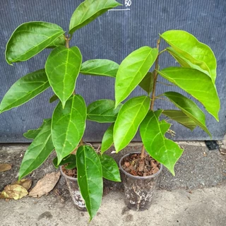 ุต้นเยลลี่ (cincau) กิ่งชำ ต้นทรงพุ่ม (9ส.ค.2569)พร้อมส่ง สอบถามได้ครับ
