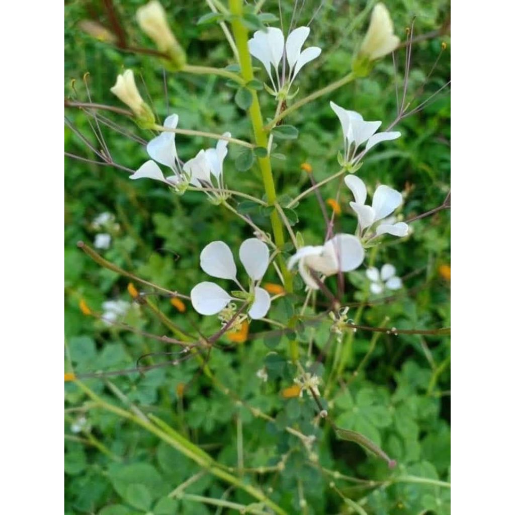 เมล็ดพันธุ์ผักเสี้ยนสำหรับดองขนาด 100 กรัม 199 บาทึ - รูปที่ 2