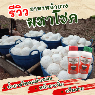 มหาโชค 500cc/1000cc ยาทาหน้ายางพารา บำรุงหน้ายาง ดูแลรอยกรีด หน้ายางนิ่ม กรีดง่าย แถมเสื้อ เพิ่มน้ำยางพารา ไหลสม่ำเสมอ
