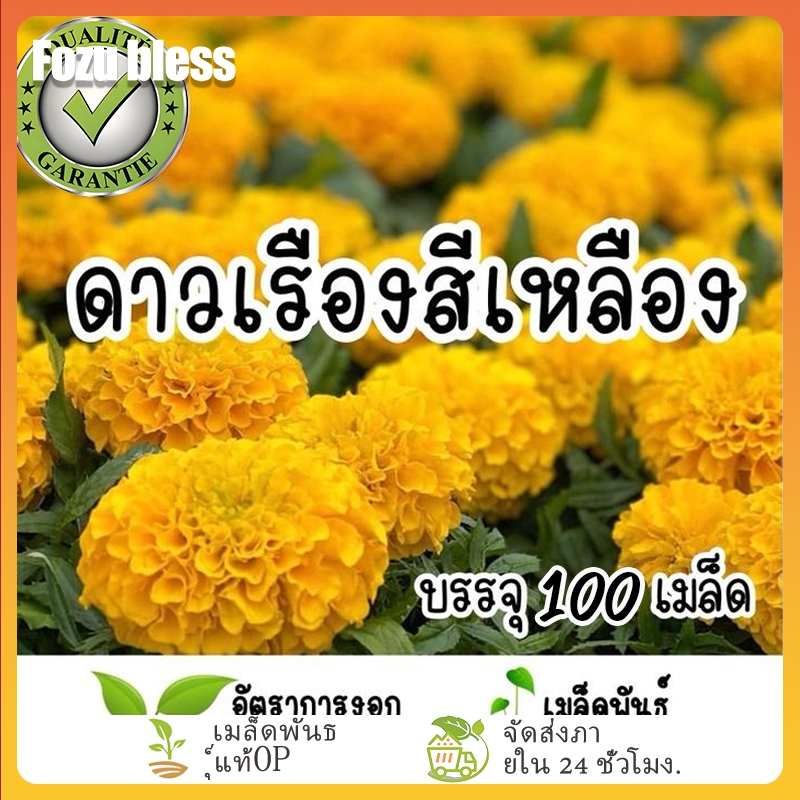 เมล็ดพันธุ์ ดาวเรืองสีเหลือง ต้นเตี้ยประดับ  สีเหลืองคูณ เมล็ดพันธุ์ดาวเรือง สายพันธุ์ OP แท้ อัตราการงอกสูง 100 เมล็ด