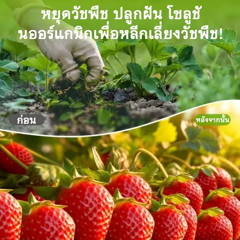 พลาสติกคลุมวัชพืช ผ้าคลุมหญ้า ผ่านการทดลองใช้งานจริง ฆ่าหญ้า1×5 1×20 2×50 1×100 2×100 3×100 กำจัดหญ้า พลาสติกคลุมดิน ราคา ถูกที่สุด ดีลบีเคเค แกลเลอรีภาพที่ 2