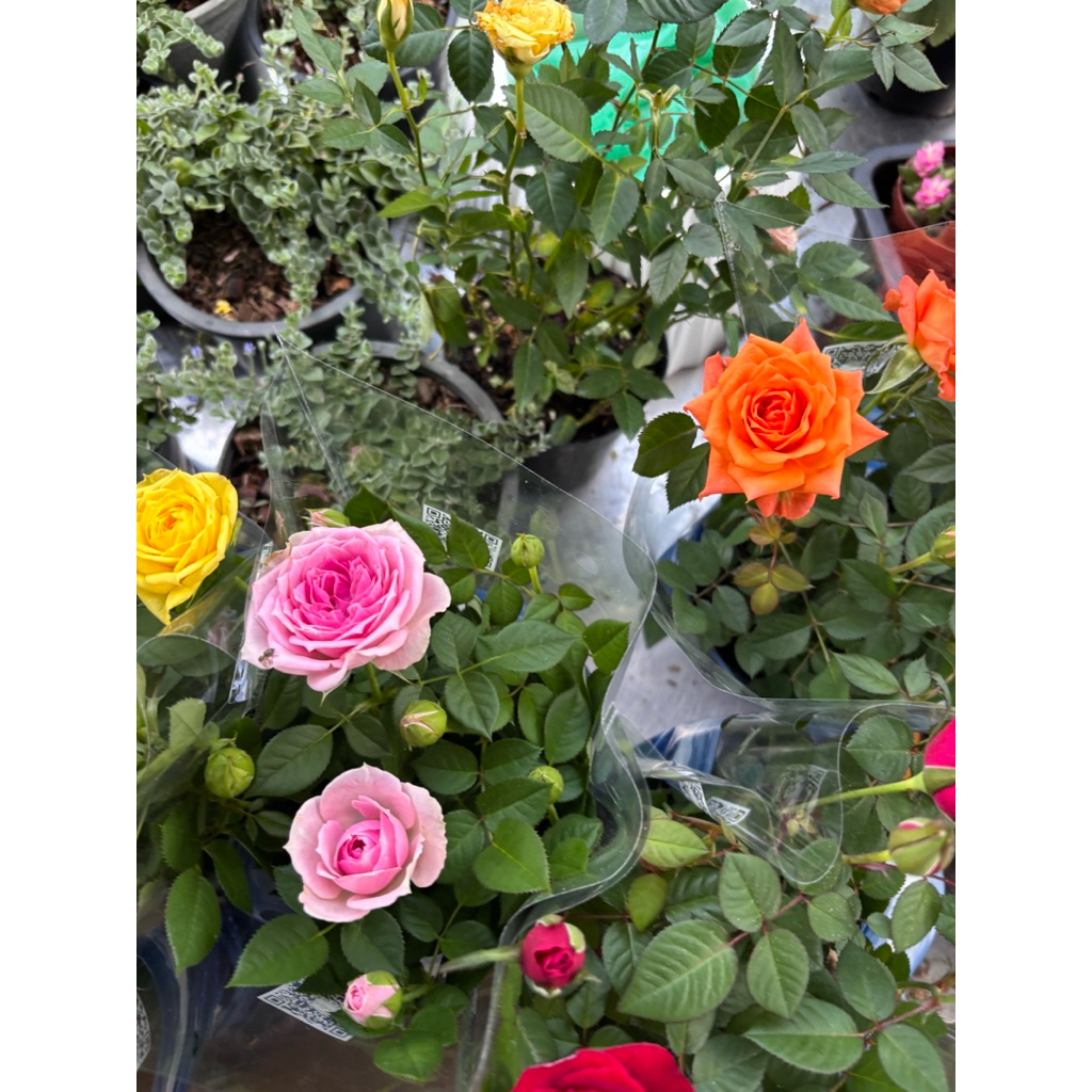 #กุหลาบแคระ ฮอนแลนด์ คละสี ดอกสวยรำไรกระถาง4-5นิ้วเลือกสีในแชท
