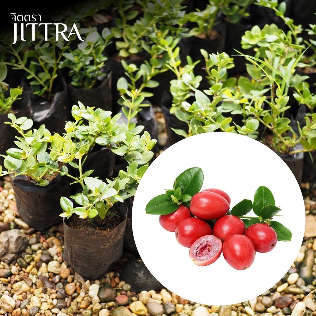 จิตตรา ต้นพันธุ์มะม่วงหาวมะนาวโห่ญี่ปุ่น หีบไม้งาม Natal Plum ปักชำกิ่งสูง 30-50 ซม. พร้อมส่งเคลมฟรี