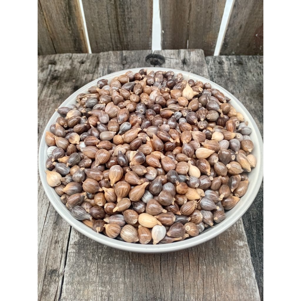 ลูกเดือยอาหารนกบรรจุ1กิโลกรัม