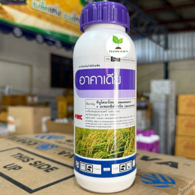 อาคาเดีย FMC เทบูโคนาโซล+ อะโซไซสโตรบินป้องกัน กำจัดโรคเมล็ดด่างในข้าว 500ซีซี