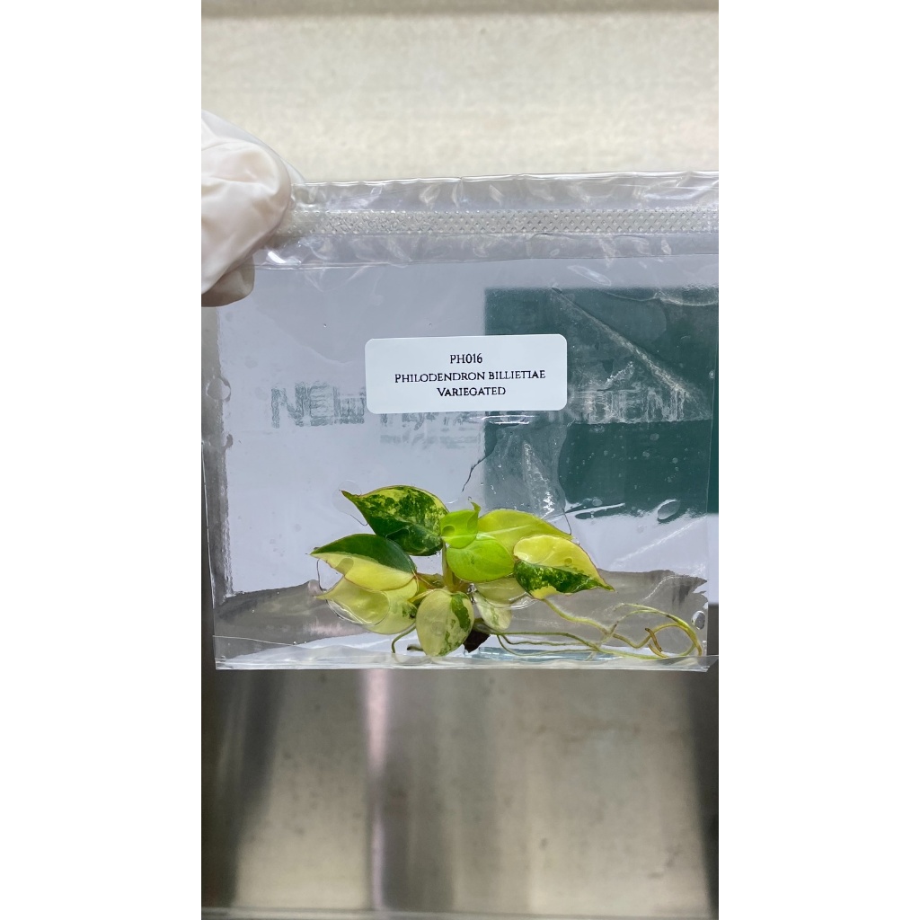 ไม้เนื้อเยื่อ: ฟิโลเดนดรอนก้านส้มด่าง: (PH016) Philodendron Billietiae Variegated Tissue Culture (1 plant/bag)