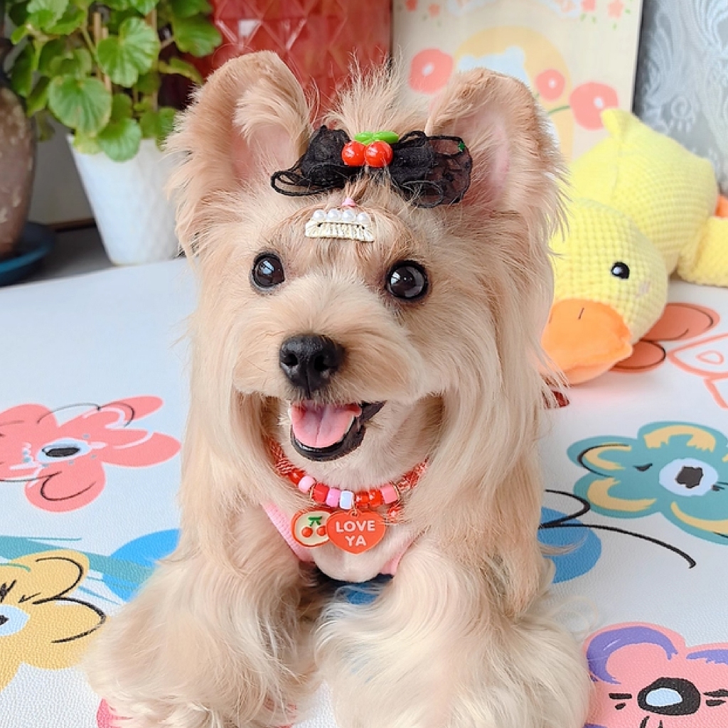 เลือกจี้เองได้ สุนัข สัตว์เลี้ยง เชือกถักสุดน่ารัก เลือกจี้เองได้ ปรับระดับได้ เชือกหนาไม่ขาดง่าย - รูปที่ 2