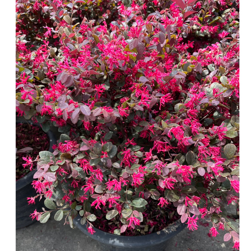 หงส์ฟู่ ต้นไม้สีแดงอมม่วงเท่ๆขรึมๆ ดอกสีชมพูสดใส เป็นไม้มงคล Loropetalum chinense Rubrum, Chinese fringe-flower