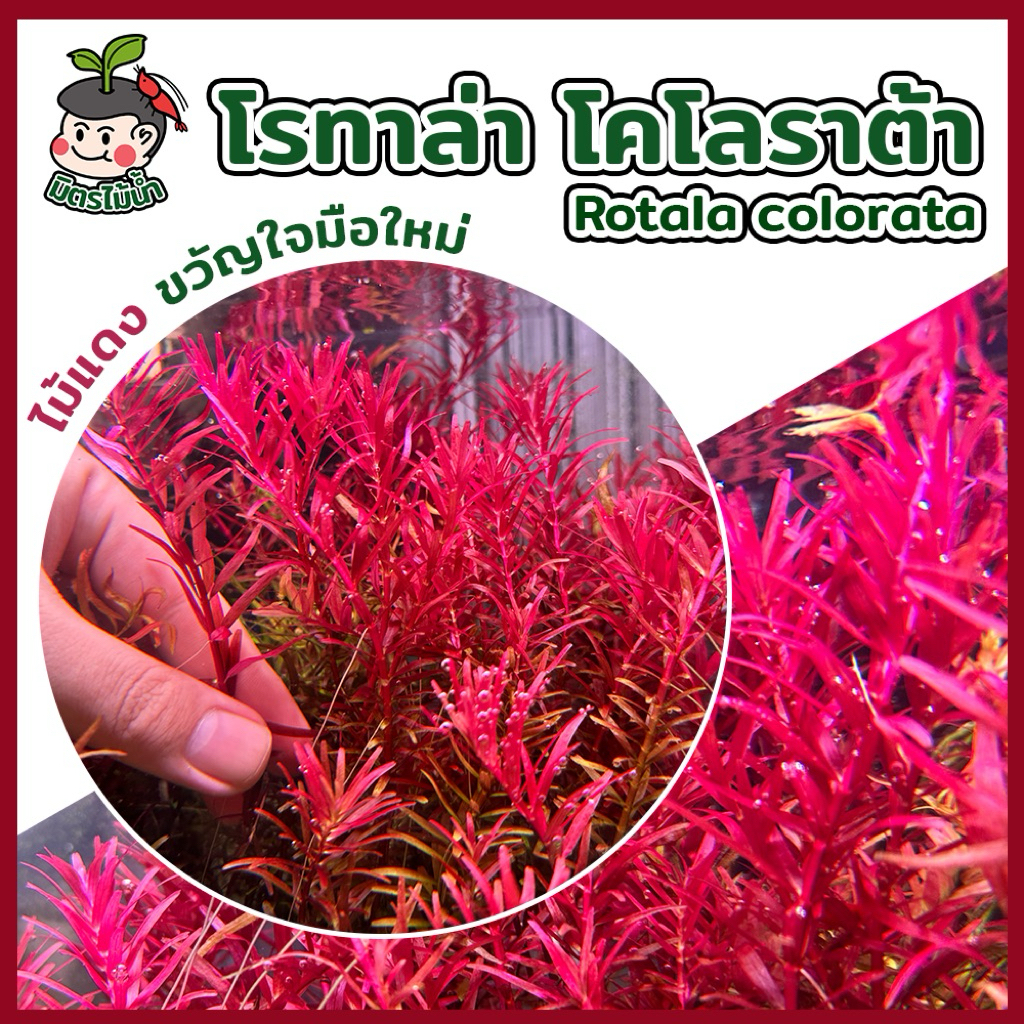 โรทาล่าโคโรลาต้า ไม้น้ำ ตู้ไม้น้ำ ไม้น้ำราคาถูก