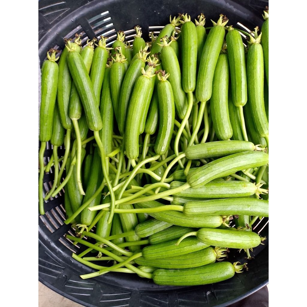 เมล็ดพันธุ์บวบหอมเบา40 เมล็ด 39 บาท