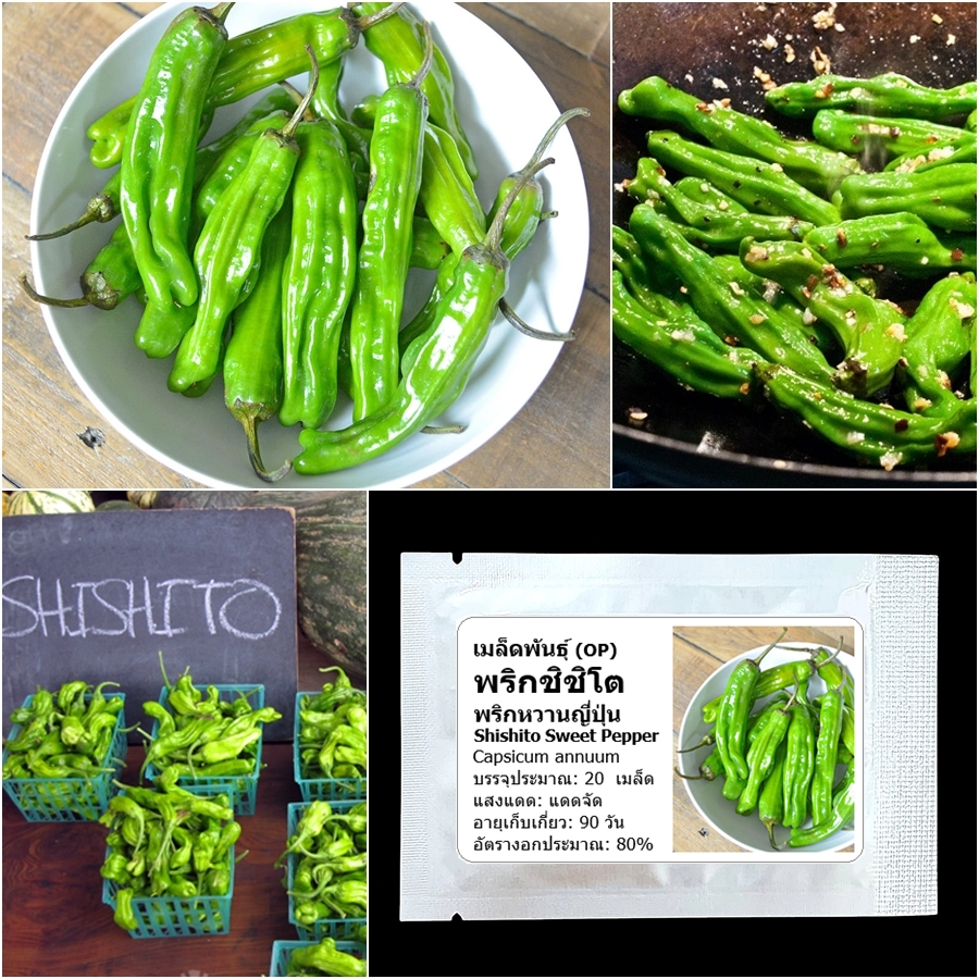เมล็ดพันธุ์ พริกญี่ปุ่น ชิชิโต Shishito Sweet Pepper Seed 20 เมล็ด คุณภาพดี ของแท้ 100%