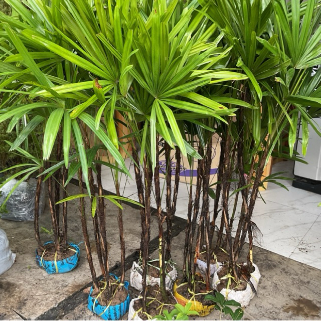 ต้นจั๋ง ไม้ฟอกอากาศ ต้นจั๋งเชียงใหม่ ขายเป็นกอ（1กอมี 3-4ต้น ）100-120cm