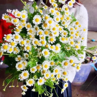 300 เมล็ด เมล็ดพันธุ์ คาโมมายล์ เยอรมัน Chamomile Seed เมล็ดพันธุ์แท้ นำเข้าจากต่างประเทศ ถูกดี