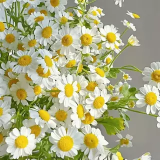 300 เมล็ด เมล็ดพันธุ์ คาโมมายล์ เยอรมัน Chamomile Seed เมล็ดพันธุ์แท้ นำเข้าจากต่างประเทศ ถูกดี