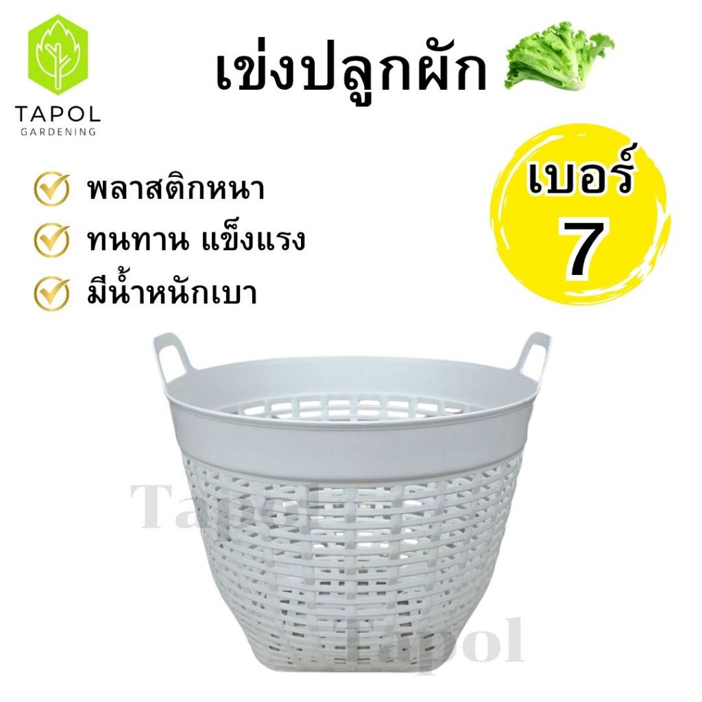 เข่งปลูกผัก เข่งพลาสติก เบอร์ 7 มี 3 สี ขาว / ดำ / เทา ตะกร้าพลาสติก ขนาดกำลังดี ระบายน้ำได้ดี