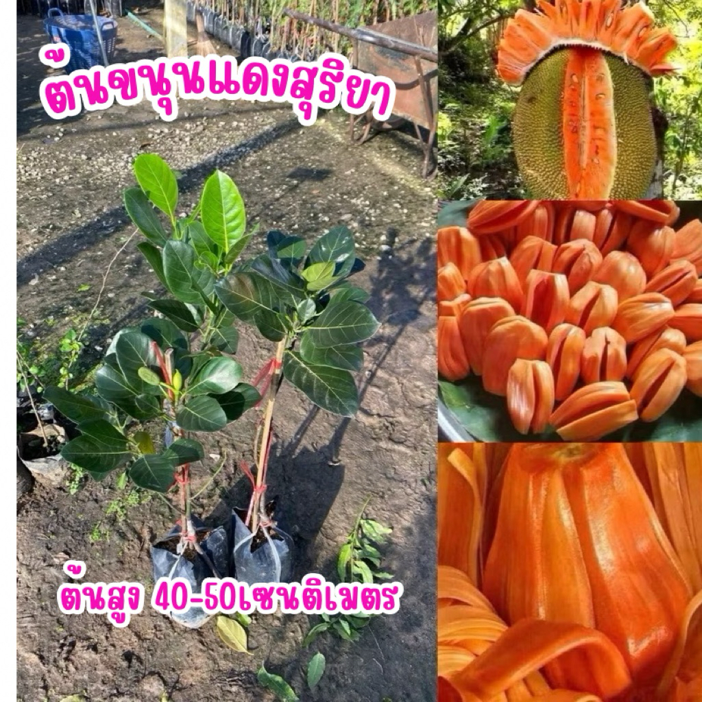 ต้นขนุนแดงสุริยา แบบทาบกิ่ง ต้นละบาท ต้นสวยสวยแข็งแรง พร้อมปลูก ปลูกไม่นานได้ผล