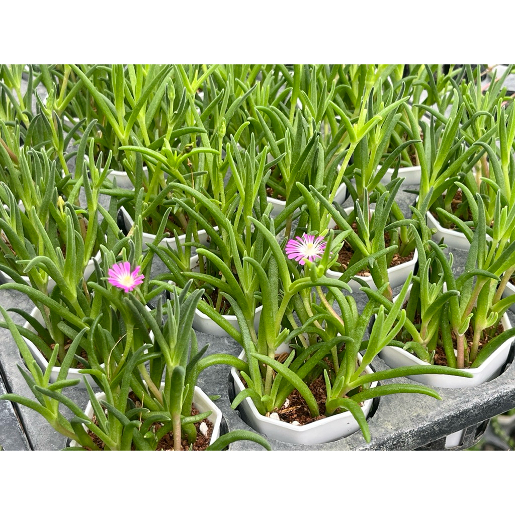 Delosperma Ice Plant (ดอกสีม่วง/ขาว) กุหลาบหิน ไมัอวบนำ้ 2 นิ้ว ราคา ถูกที่สุด ดีลบีเคเค แกลเลอรีภาพที่ 6