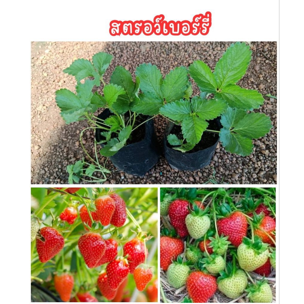 ต้นสตรอเบอร์รี่ พันธุ์พระราชทาน80 ต้นสวยๆแข็งแรง ชุด2ต้น89บาท
