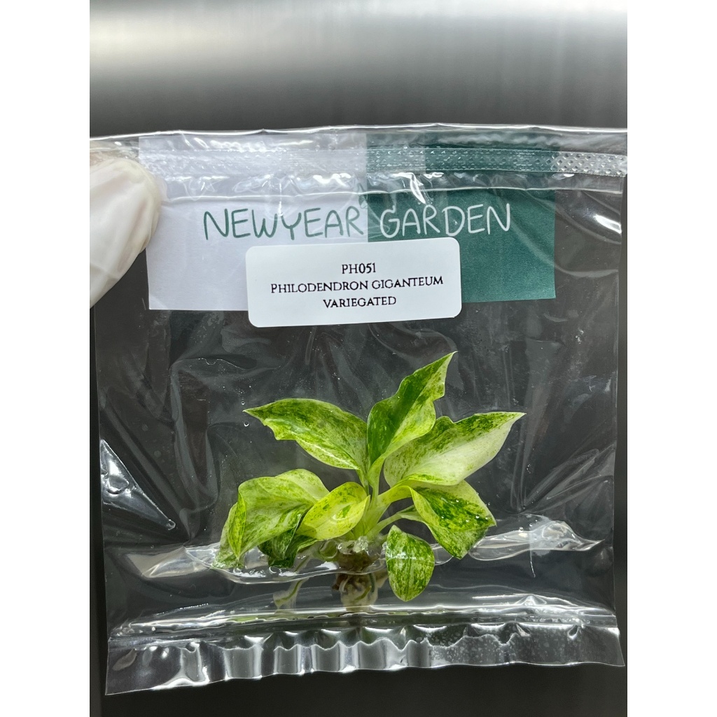 ไม้เนื้อเยื่อ: ฟิโลเดนดรอนหูช้างด่าง: (PH051) Philodendron Giganteum Variegated Tissue Culture (1 plant/bag)