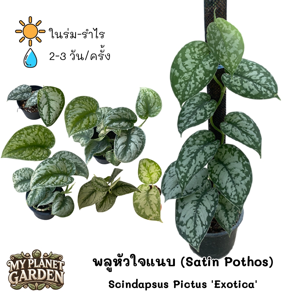Scindapsus พลูหัวใจแนบ พลูใบเงิน ราคา ถูกที่สุด ดีลบีเคเค