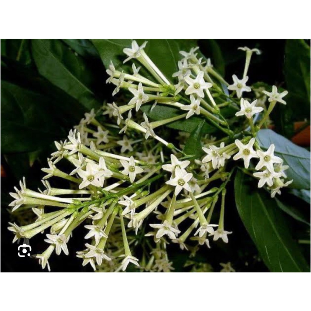 ต้นราตรี Night Blooming Jasmine ไม้พุ่ม กลิ่นหอมจัดในยามค่ำ คืนร้านต้นไม้บ้านเพื่อน