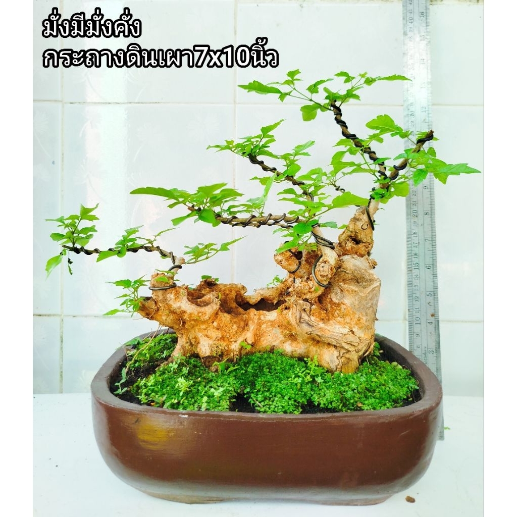 ต้นมั่งมีมั่งคั่ง ต้นกำลังวัวเถลิง🌳บอนไซไม้มงคลเสริมโชคลาภ