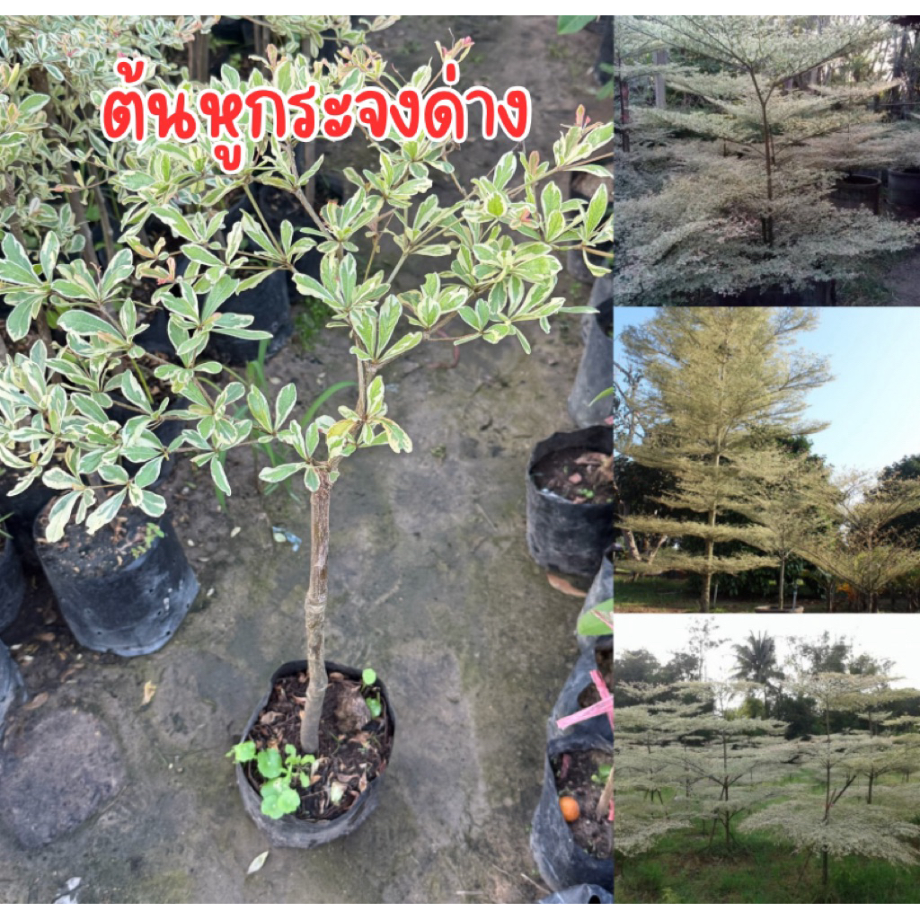 ต้นหูกระจงด่าง ไม้ประดับ สูง50-60เซน ต้นสวยพร้อมปลูก