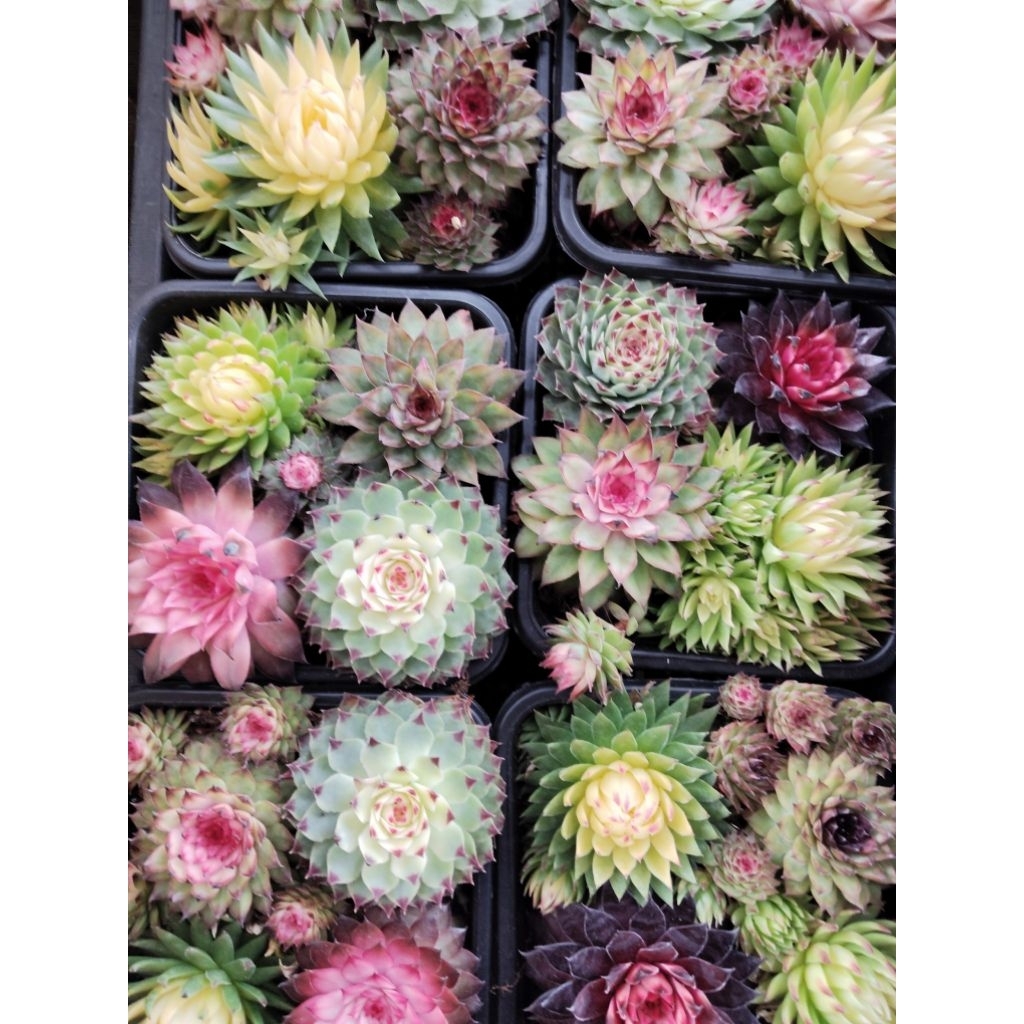 ไม้อวบน้ำซิมเพอร์ หรือ Sempervivum