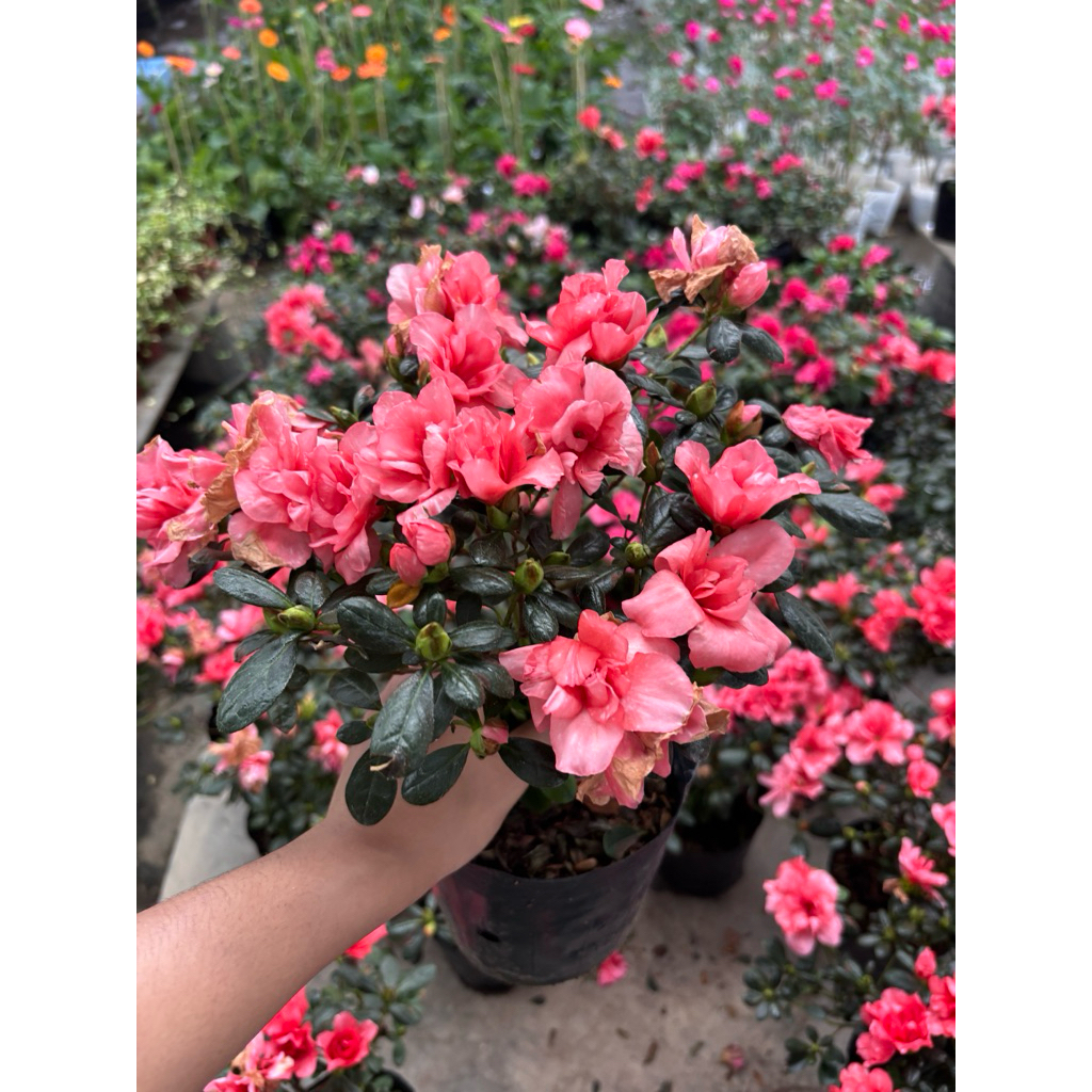 กุหลาบพันปี🌺อาซาเลียไม้มงคลขนาด5-7นิ้ว พร้อมส่ง