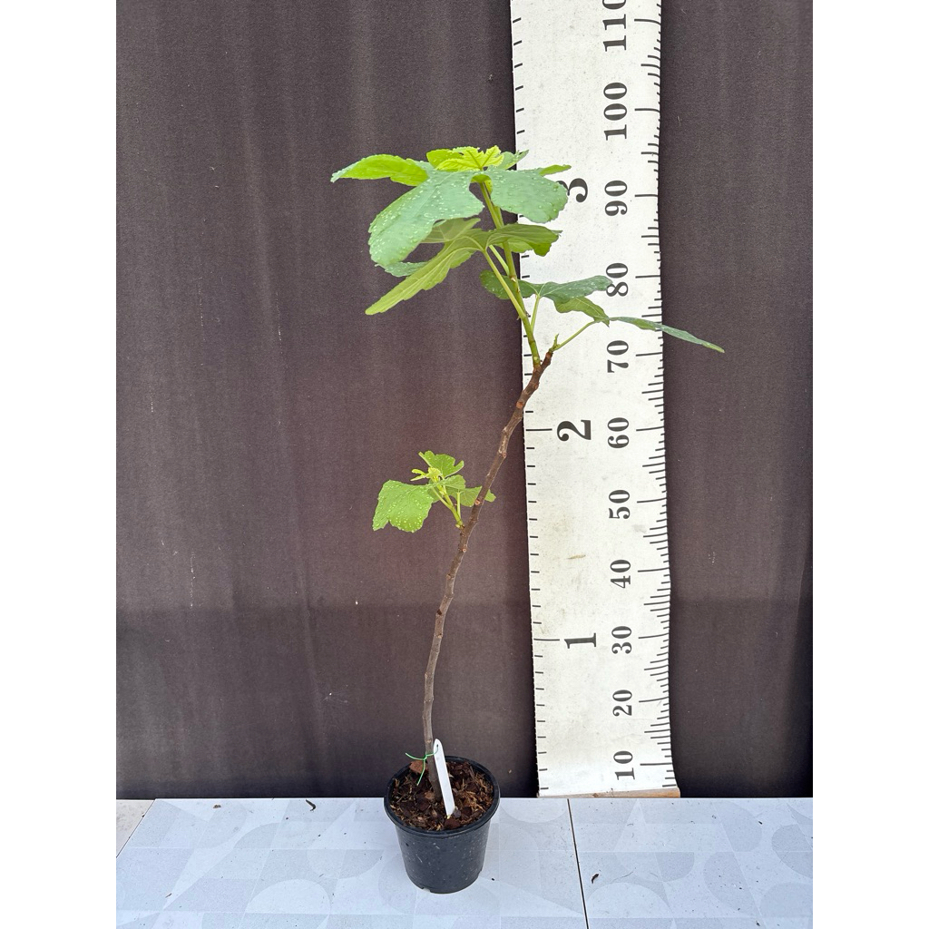 มะเดื่อฝรั่ง Fig พันธุ์ Black LDA ต้นใหญ่พิเศษ1ต้น/ออเดอร์