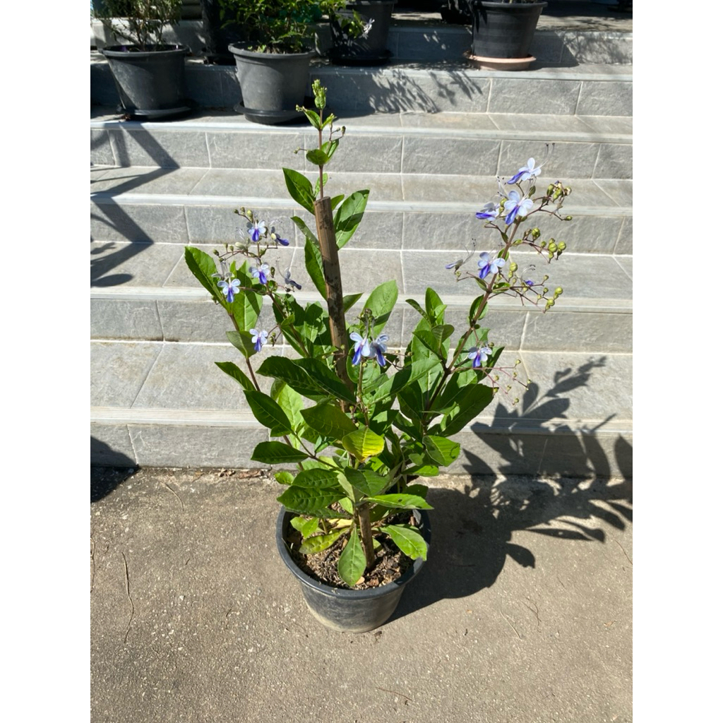 ต้นผีเสื้อแสนสวย (Rotheca myricoides) มีดอกสีฟ้า–ม่วงอ่อนคล้ายผีเสื้อ - รูปที่ 5