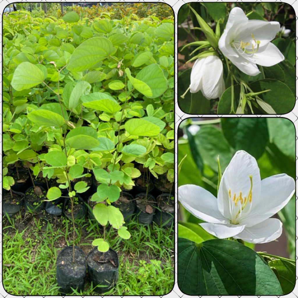 ต้นกาหลงขาว ดอกสีขาว ไม้มงคล ไม้ประดับ ( สูง 50-70cm) ดอกออกตลอดปี ต้นแข็งแรง พร้อมปลูก