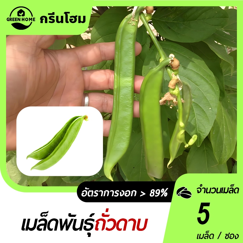 5 เมล็ด ถั่วฝักดาบ ถั่วดาบ ถั่วพร้าเมล็ดขาว ถั่วอีโต้ ถั่วยักษ์ ถั่วฝักพร้า ทนโรคได้ดี