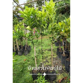 ต้นส้มโอ พันธุ์ขาวน้ำผึ้ง ไร้เมล็ด ต้นเสียบยอด สูง 1.0-1.2 เ…