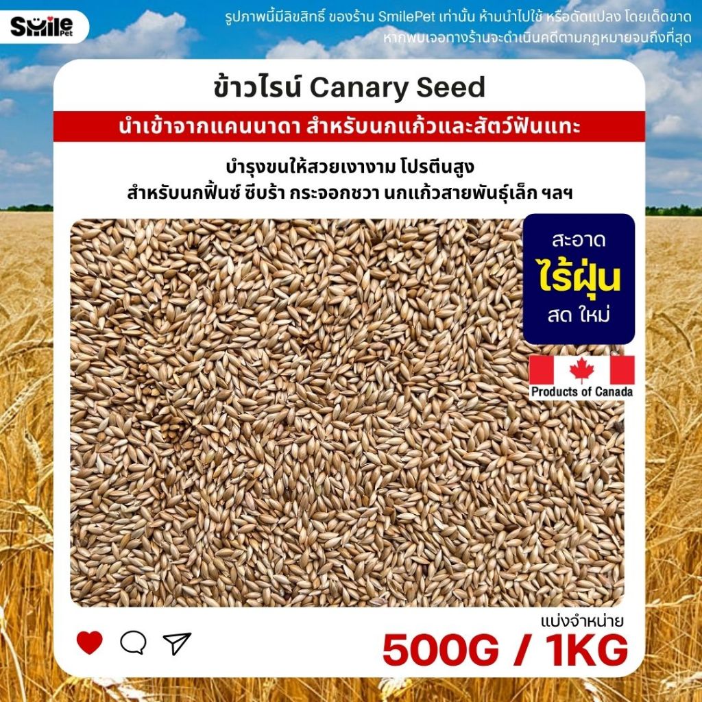 ข้าวไรย์ Canary Seed อาหารนกแก้ว และสัตว์พันแทะ ข้าวไรน์บำรุงให้ขนสวย มันเงา (แบ่งขาย 500G / 1KG)