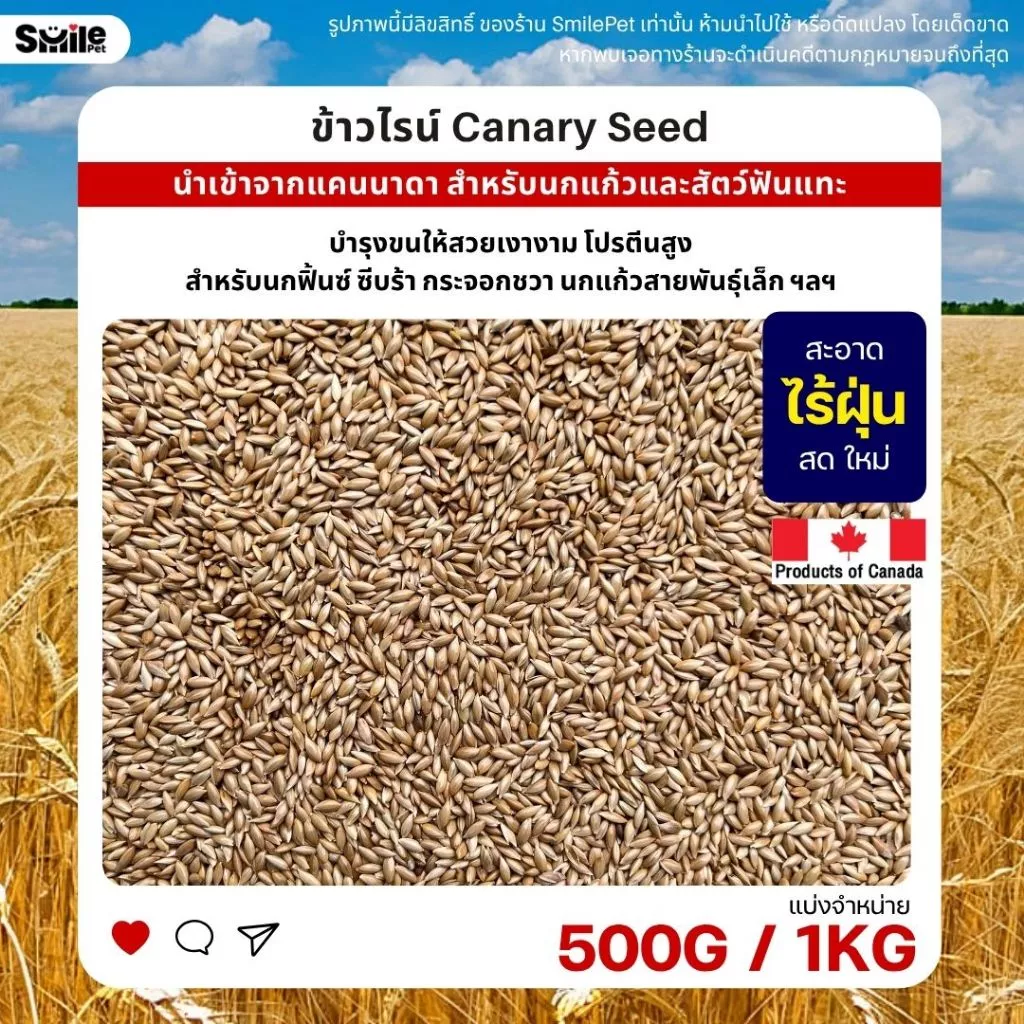 ข้าวไรย์ Canada Canary Seed อาหารนกแก้ว และสัตว์พันแทะ ข้าวไรน์ บำรุงขน (แบ่งขาย 500G / 1KG)