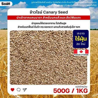 ข้าวไรย์ Canada Canary Seed อาหารนกแก้ว และสัตว์พันแทะ ข้าวไรน์ บำรุงขน (แบ่งขาย 500G / 1KG)