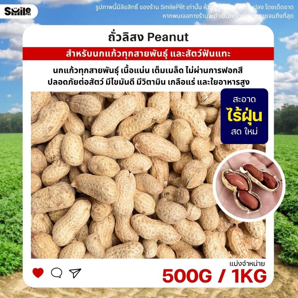 ถั่วลิสง Peanut เกรดA นำเข้า อาหารนกแก้ว หนูแฮมสเตอร์ และสัตว์ฟันแทะ (แบ่งขาย 500G / 1KG)