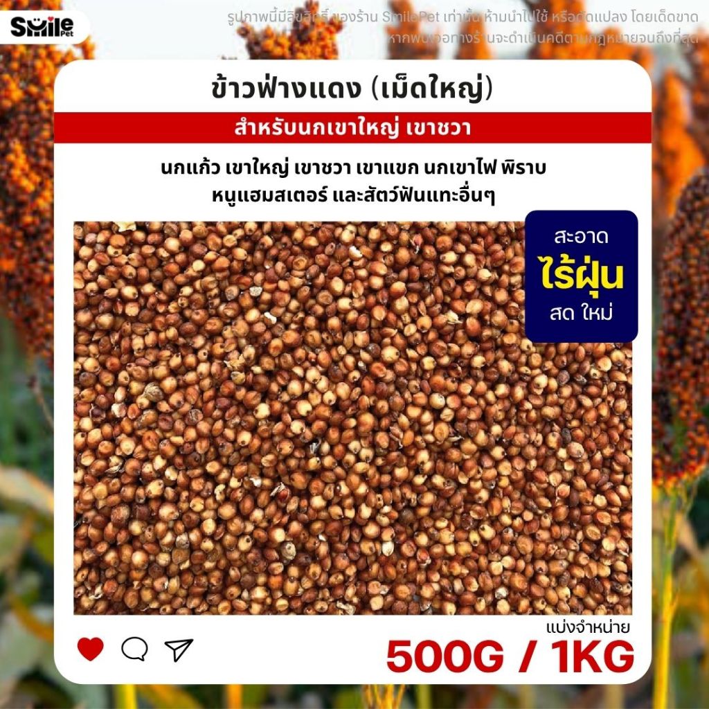 ข้าวฟ่างแดง อาหารนก หนูแฮมสเตอร์ อาหารนกเขาใหญ่ เขาชวา นกแก้ว (แบ่งขาย 500G / 1KG)