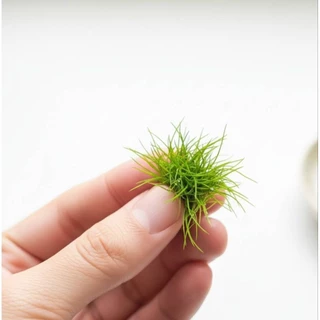 หญ้าแฮร์กราส (Hairgrass) ต้นไม้น้ำพร้อมปลูก