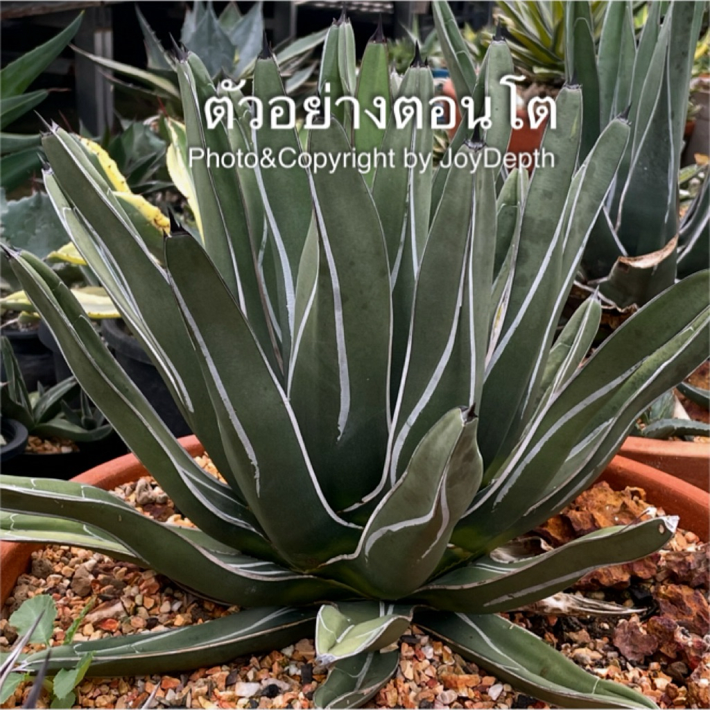 Agave Ferdinandi Regis อากาเว่ เฟอร์ดินานขายกระถางละ 285฿